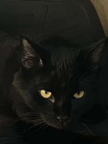 วิชาเเปลงร่าง