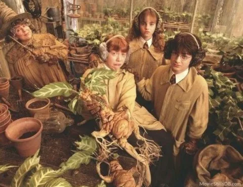 วิชาสมุนไพรศาสตร์