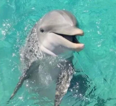 โลมา :) ชื่อ:ซีซี่