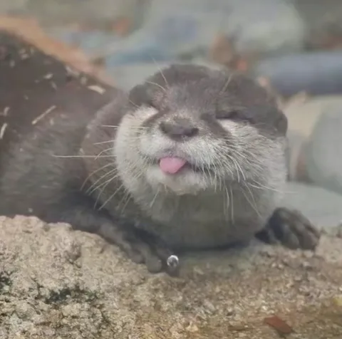 นาก ชื่อ:นีเกอร์