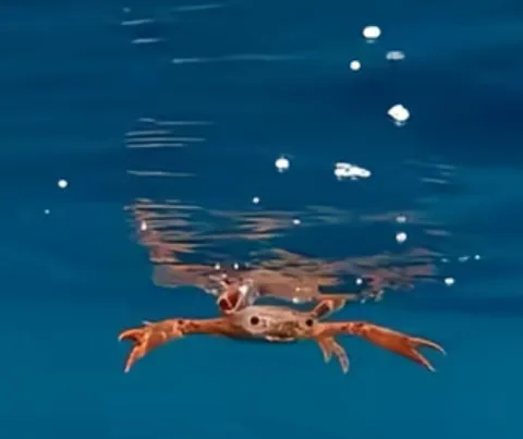 ปู ชื่อ:รูบี้