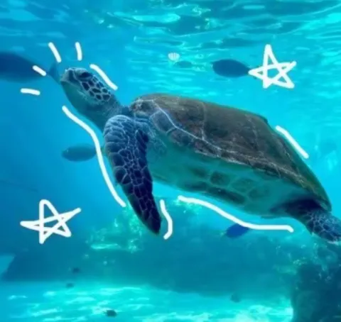 เต่าทะเล ชื่อ:เทเลน