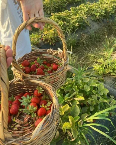 Strawberry picking with Demeter&rsquo;s kids