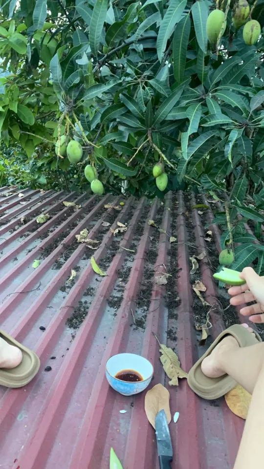 เลิกเรียนคุณกลับบ้าน ในตอนเย็นๆคุณได้ไปหาของเปรี้ยวๆกินหลังบ้าน