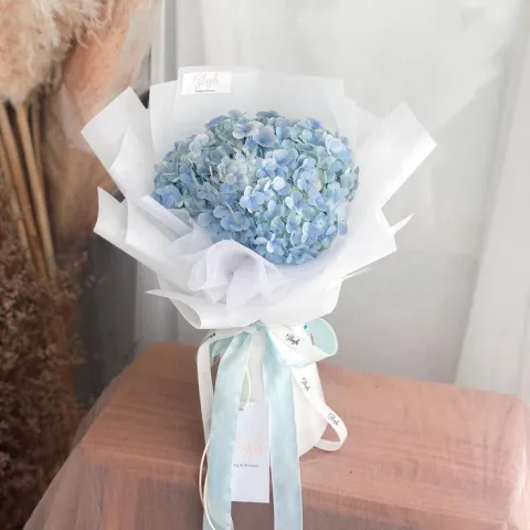 🌺 ไฮเดรนเยีย &ndash; ความเข้าใจและการดูแลกัน