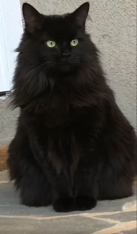 Clara Whitmore สายเลือด: เลือดผสม สัตว์เลี้ยงคู่ใจ: แมวดำขนยาว ชื่อ: Finx (ฟิงซ์) แมวขี้อ้อน แต่ชอบหายตัวไปตามมุมลับของปราสาท