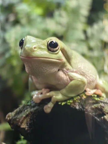 Rowena Fairchild สายเลือด: มักเกิ้ลบอร์น สัตว์เลี้ยงคู่ใจ: กบเวทมนตร์ ชื่อ: Nimbus (นิมบัส) ชอบกระโดดหาย แต่จะกลับมาเสมอ