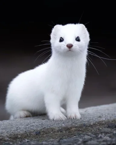 Seraphina Blackwell สายเลือด: เลือดผสม สัตว์เลี้ยงคู่ใจ: เฟอร์เร็ตสีขาว ชื่อ: Ivory (ไอโวรี่) ซุกซน ชอบแอบซ่อนของคนอื่น