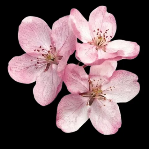 ꜰʟᴏᴡᴇʀ ᴍʏ ʜᴇᴀʀᴛ