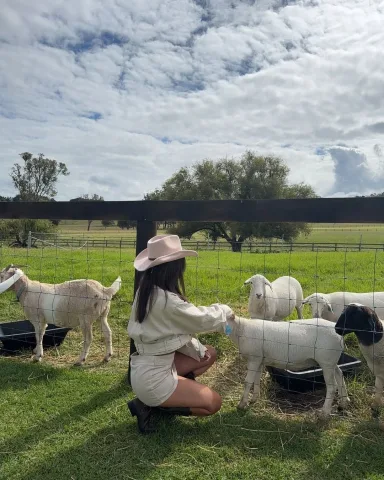 ให้อาหารแพะ