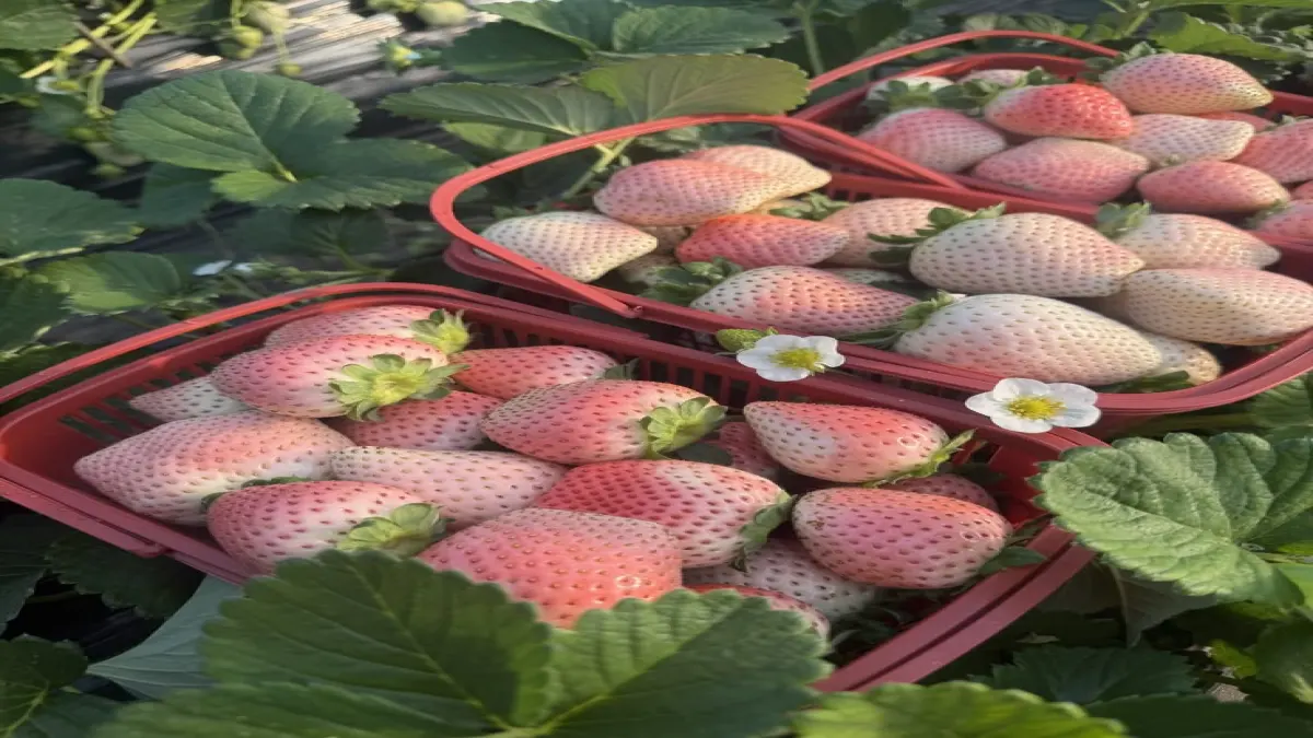 เมื่อคุณเปิดร้านเช่ากล้อง/รับจ้างถ่ายรูป