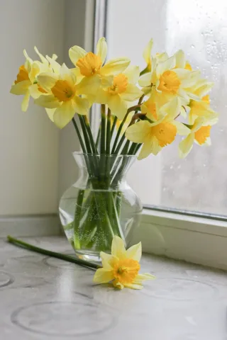 แดฟโฟดิล