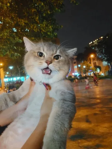 แมวขี้อ้อน