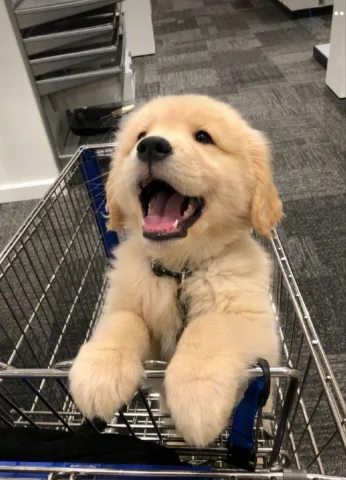 สุนัขขี้เล่น