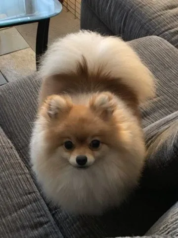 สุนัขสายหรู