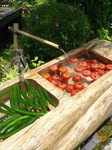 เก็บผักมาล้าง