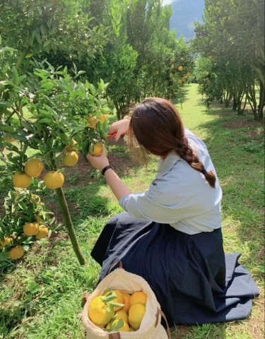 เก็บผลไม้