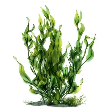 สาหร่าย