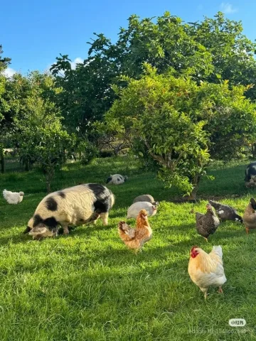 เลี้ยงสัตว์