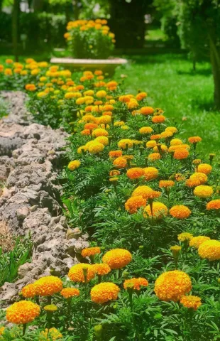 ดอกดาวเรือง 🌼 , Marigold , Tagetes erecta , 万寿菊 (W&agrave;nsh&ograve;uj&uacute;)