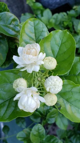 ดอกพุด 🤍 , Gardenia , Gardenia jasminoides , 栀子花 (Zhīzǐhuā)