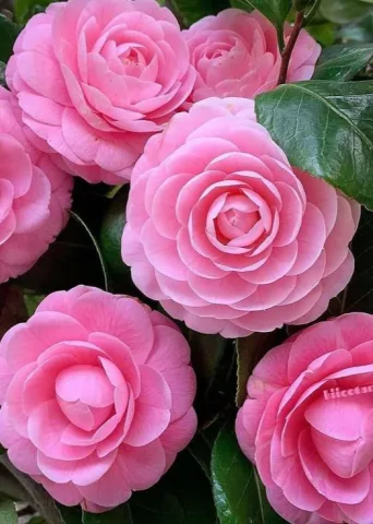 ดอกคาเมลเลีย 🌸 , Camellia , Camellia japonica , 山茶花 (Shānch&aacute;huā)