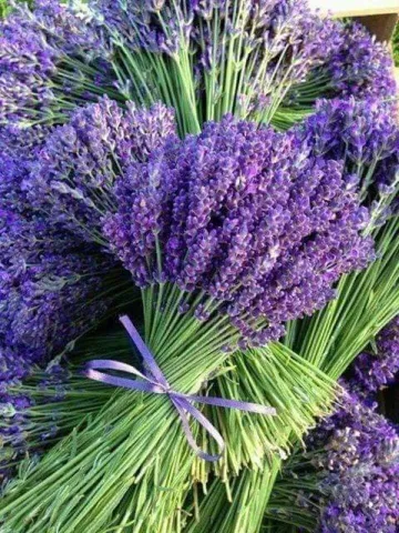 ดอกลาเวนเดอร์ 💜 , Lavender , Lavandula angustifolia , 薰衣草 (Xūnyīcǎo)