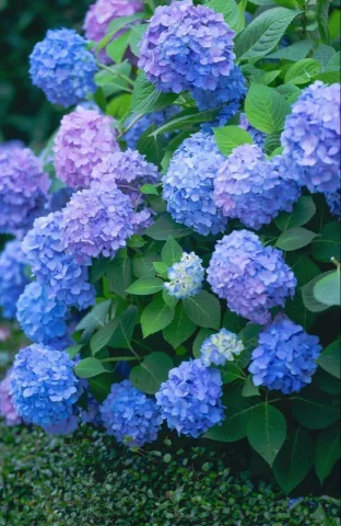 ดอกไฮเดรนเยีย 🌸 , Hydrangea , Hydrangea macrophylla , 绣球花 (Xi&ugrave;qi&uacute;huā)