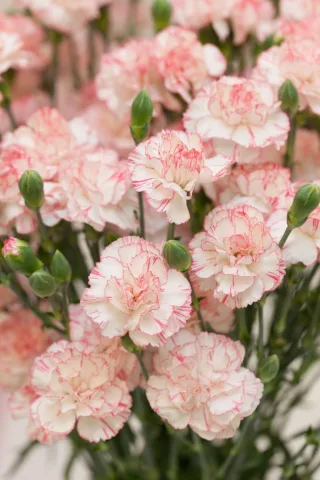 ดอกคาร์เนชั่น 🌸 , Carnation , Dianthus caryophyllus , 康乃馨 (Kāngnǎixīn)