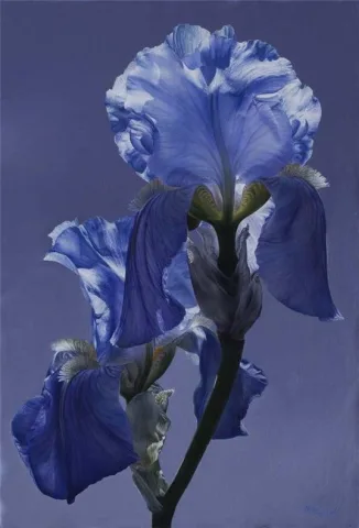 ดอกไอริส 💜 , Iris , Iris germanica , 鸢尾花 (Yuānwěihuā)