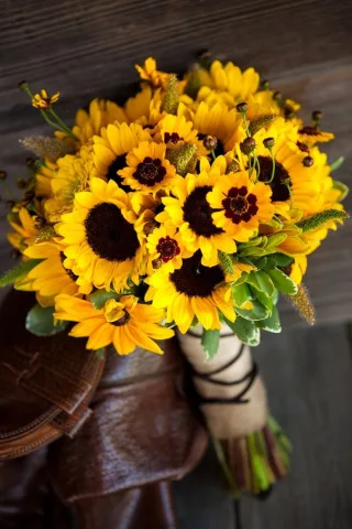 ดอกทานตะวัน 🌻 , Sunflower , Helianthus annuus , 向日葵 (Xi&agrave;ngr&igrave;ku&iacute;)