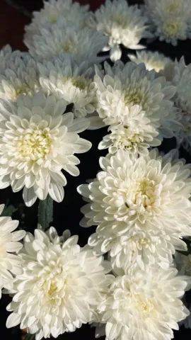ดอกเบญจมาศ 🌼 , Chrysanthemum , Chrysanthemum morifolium , 菊花 (J&uacute;huā)