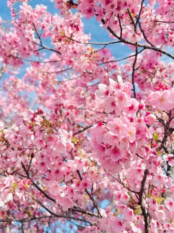 ดอกซากุระ 🌸 , Cherry Blossom , Prunus serrulata , 樱花 (Yīnghuā)