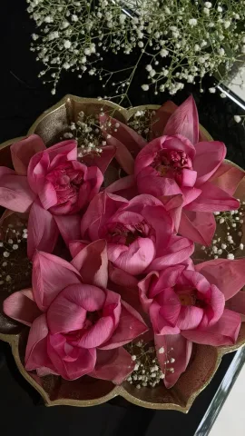 ดอกบัว 🪷 , Lotus , Nelumbo nucifera , 莲花 / 荷花 (Li&aacute;nhuā / H&eacute;huā)