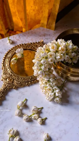 ดอกมะลิ 🤍 , Jasmine , Jasminum sambac , 茉莉花 (M&ograve;l&igrave;huā)