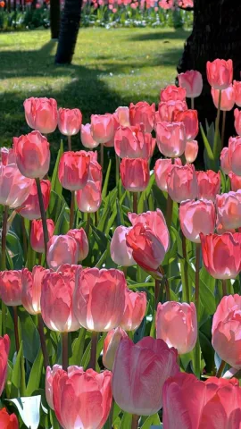 ดอกทิวลิป 🌷 , Tulip , Tulipa spp. , 郁金香 (Y&ugrave;jīnxiāng)