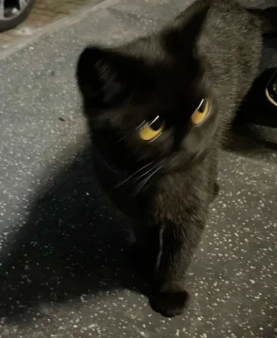 Little black cat
