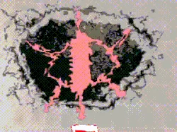 และแล้วก็มีเจ้า Dee โผล่ขึ้นมา ในตอนแรกคุณไม่ได้ใส่ใจนักจนกระทั่งมันเริ่มโกรธ คุณจะจัดการยังไง!