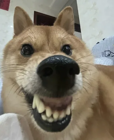 ยัยหมาดื้อ สายดุน่ารัก