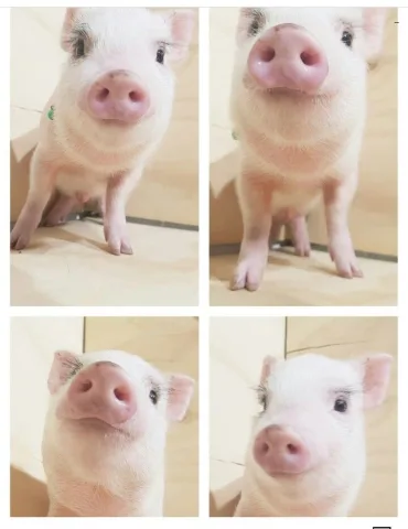 หมู