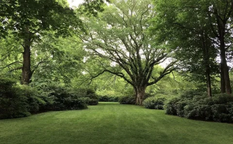 Walking in the park