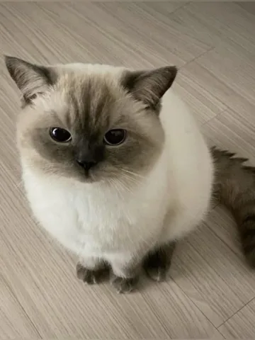 แมว