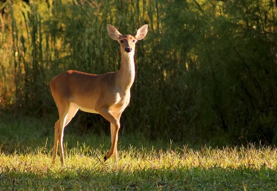 You spot a deer! What do you do? ˚˖𓍢ִ໋🦌˚