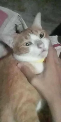 เลลเ่ราชาเเห่งความไม่ลาบ
