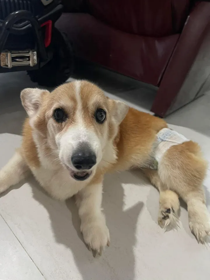 หมาของใบพลูชื่ออะไร!?