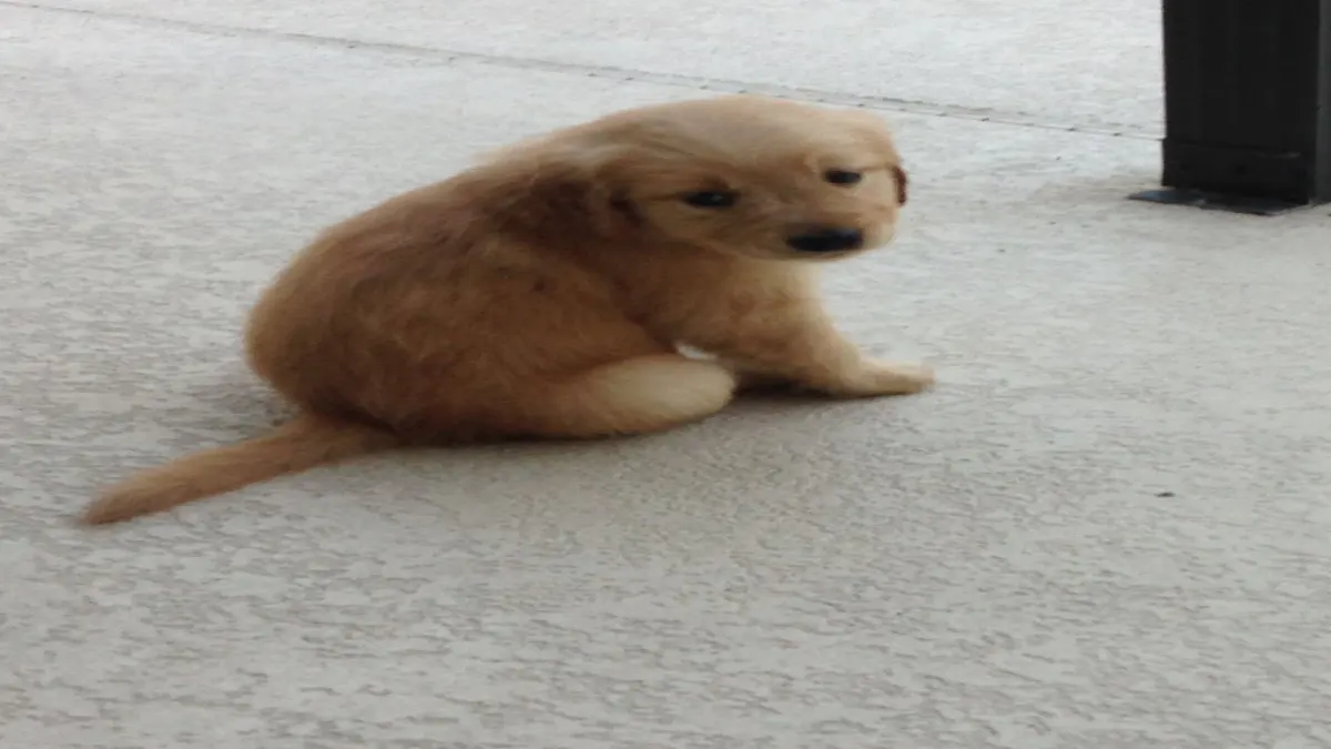 When you adopted your golden retriever puppy 🐶