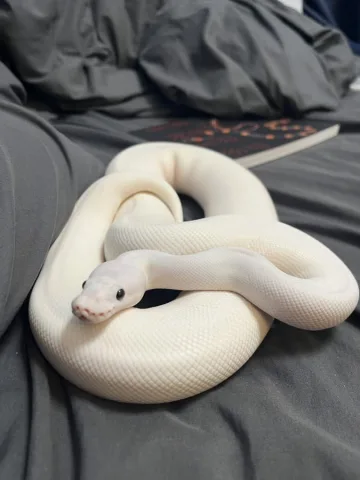 Snake