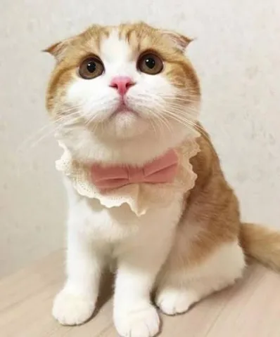 เฟอบี้ หญิงง💞