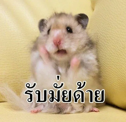 ช่าย