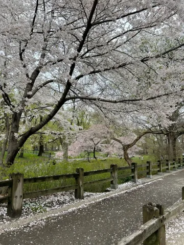 Ueno park ♡